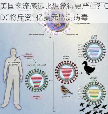 美国禽流感远比想象得更严重？CDC将斥资1亿美元监测病毒