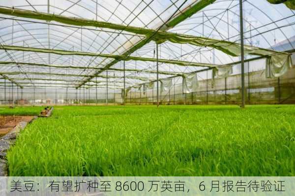 美豆：有望扩种至 8600 万英亩，6 月报告待验证