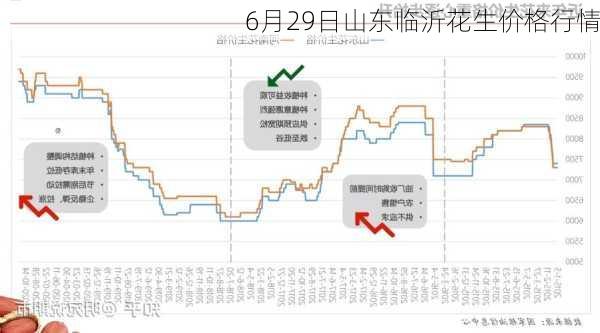 6月29日山东临沂花生价格行情