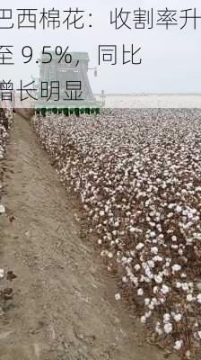 巴西棉花：收割率升至 9.5%，同比增长明显