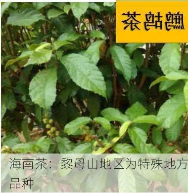 海南茶：黎母山地区为特殊地方品种