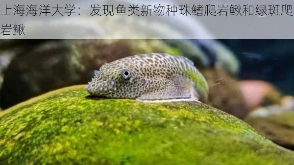 上海海洋大学：发现鱼类新物种珠鳍爬岩鳅和绿斑爬岩鳅