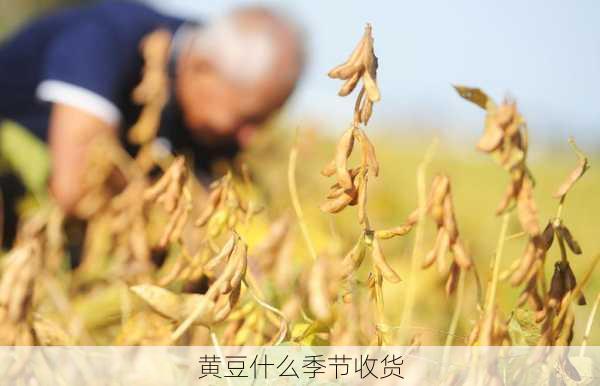 黄豆什么季节收货