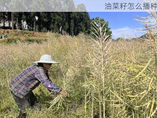 油菜籽怎么播种