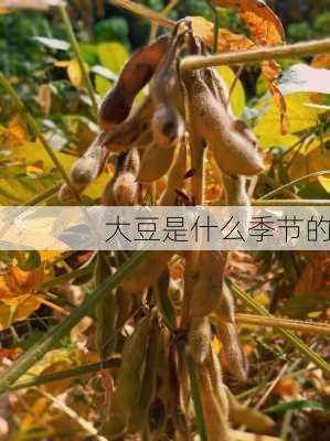 大豆是什么季节的