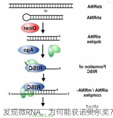 发现微RNA，为何能获诺贝尔奖？